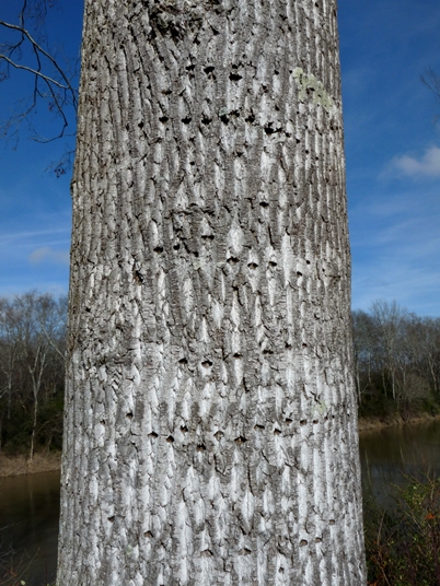 {Liriodendron tulipifera}